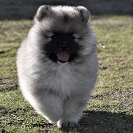 Keeshond Puppies from Anna Boehringer