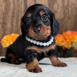 Audrey - Black and tan female Dachshund puppy in Dothan, Alabama from Little House Pups