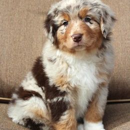 Australian Shepherd Puppies from AW Standard Aussies
