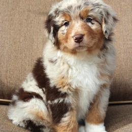 Australian Shepherd Puppies from AW Standard Aussies
