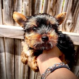 Yorkshire Terrier puppies from CISCOK9