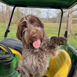 Wirehaired Pointing Griffon puppies from Bean Blossom Wirehaired Pointing Griffons