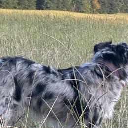Australian Shepherds from Danddy Aussies