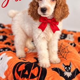 Jessie(Red) - Parti female Poodle puppy in Stuart Fl, Florida from Lincoln & Lady Co.