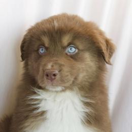 Milo - Red tri-color male Australian Shepherd puppy in Richmond, Texas from Big Zen Aussies