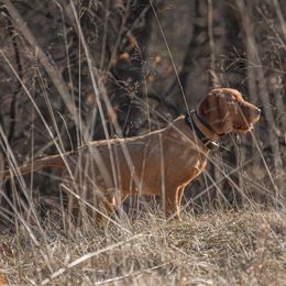 Banks - Wirehaired Vizsla