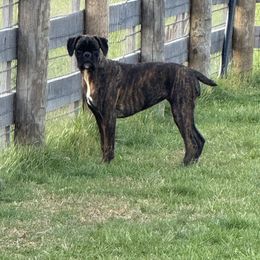 Cora - Boxer