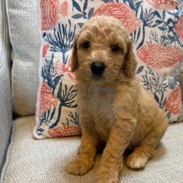 Poppy - Apricot female Goldendoodle puppy in Pensacola, Florida from Goldendoodles Love You in Pensacola Friend Edition