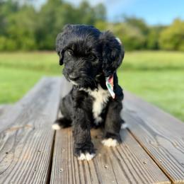 Jubilee - Tri-color female Bernedoodle puppy in Ferguson, North Carolina from Elevated Standards NC