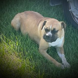 Mischief - Boxer
