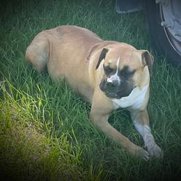 Mischief - Boxer