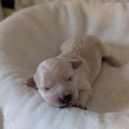 Bran - Cream male Goldendoodle puppy in Rockledge, Florida from Bellady's Shihpoos