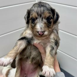 Nilla - Blue merle female Aussiedoodle puppy in Heber City, Utah from Junipersdoodles