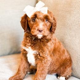 Miami - Red  female Goldendoodle puppy in Sallisaw, Oklahoma from Huddle Puppies