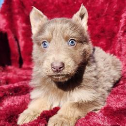 Scout - Isabella male German Shepherd puppy in Los Lunas, New Mexico from Mali's German Shepherds