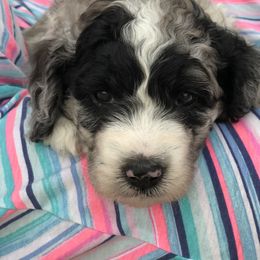 Poodle Puppies from Timber Hills Poodles and Doodles