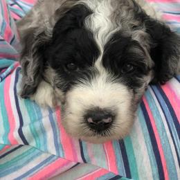 Poodle Puppies from Timber Hills Poodles and Doodles