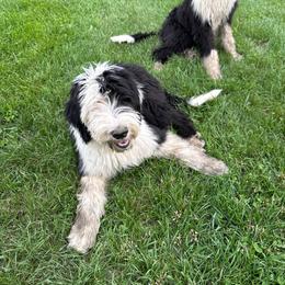 Girl 2 lilac collar - Black and white female Sheepadoodle puppy in Eleva, Wisconsin from Molly’s Doodles