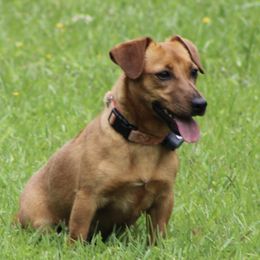 Tayla - American Hunt Terrier