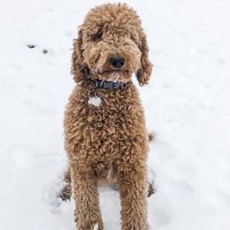 Autumn - Goldendoodle