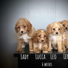 Bernedoodle and Cavapoo Puppies from Wag'in Tails