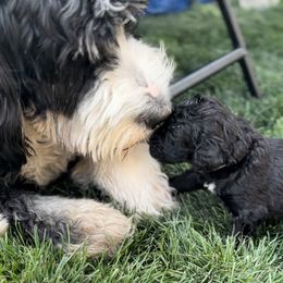 Maverick or Mav - Bernedoodle