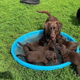 Australian Shepherd and Labrador Retriever Puppies from Wheatland Dog Center