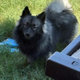 Blitzen - Gray cream and black male Keeshond puppy in Temple, Texas from Kozy Keeshonden