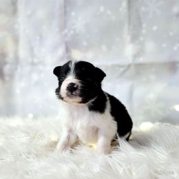 Swiss - Black and white male Border Collie puppy in Avilla, Indiana from Borderline Kennels