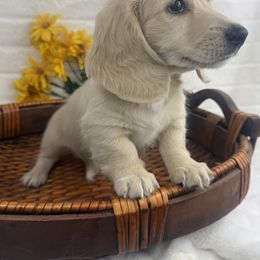 Dachshund Puppies from Chilidog Dachshunds