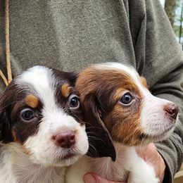 "Girls" English Springer Spaniel Puppies from Jackpine Forest Springers