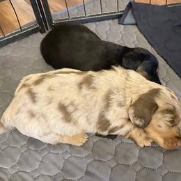Dachshund Puppies from Tweenie Weenie Dachshunds