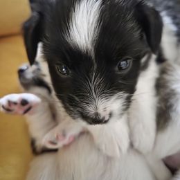 Charlie - White and black male Papillon puppy in Cedarville, Ohio from Happy Paps