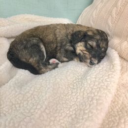 Bernedoodle Puppies from Cry Woof LLC