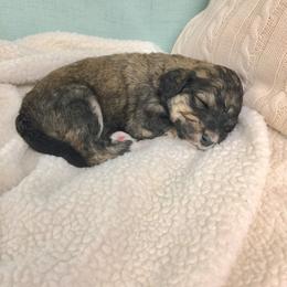 Bernedoodle Puppies from Cry Woof LLC