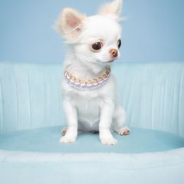 Chihuahua Puppies from Petits Chihuahuas