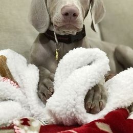 Weimaraner Puppies from Freehart's Weimaraners