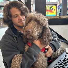 Vida - Goldendoodle