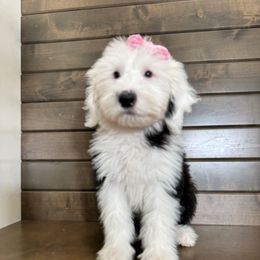 Pink puppy - Gray and white female Old English Sheepdog puppy in Mesa, Arizona from Desert Sheepies and Doodles