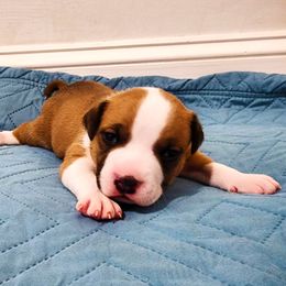 American Staffordshire Terrier Puppies from MDYC Amstaffs