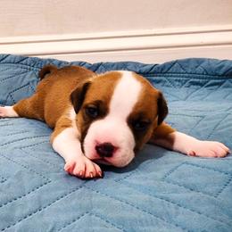 American Staffordshire Terrier Puppies from MDYC Amstaffs