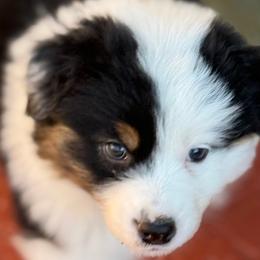 Ringo - Black tri-color male Australian Shepherd puppy in Tucson, Arizona from Imagine Australian Shepherds