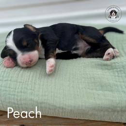 Peach - Tri-color female Bernedoodle puppy in Greenville, Texas from Doodles of Promise