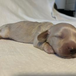 Dude - Cream male Dachshund puppy in Sebring, Florida from Mini Weenies