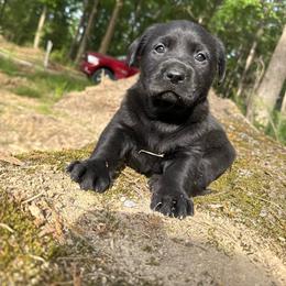 Black Female - Black female Labrador Retriever puppy in Summit, South Carolina from Southern Pine Labradors