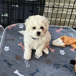 Boy 1 - White Bichon Frise puppy in Apple River, Illinois from Barb's Bichons Bichonfrise.ws
