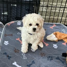 Boy 1 - White Bichon Frise puppy in Apple River, Illinois from Barb's Bichons Bichonfrise.ws