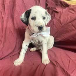 Orange Boy - White and black Dalmatian puppy in Leavenworth, Kansas from Tally Ho Dalmatians