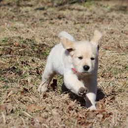 Golden Retriever Puppies from Golden Barnes Kennel
