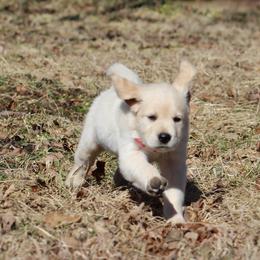 Golden Retriever Puppies from Golden Barnes Kennel